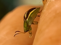 Cassida compuncta