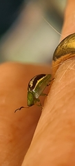 Cassida compuncta