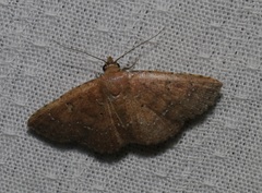 Cerynea punctilinealis