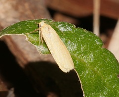 Danielithosia immaculata