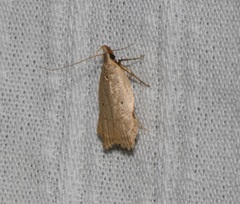 Dichomeris simaoensis