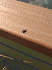 Diptera