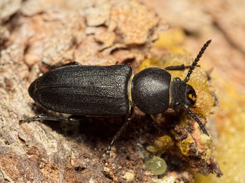 Black Longicorn Beetle, photo 4 of 10