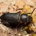 Black Longicorn Beetle - Photo (c) Pierre Bornand, some rights reserved (CC BY-NC)