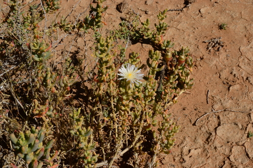 Image of Mesembryanthemum tetragonum by (c) Ricus Nel, some rights reserved (CC BY)