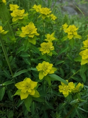 Euphorbia austriaca