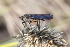 Empis borealis
