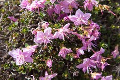 Rhodothamnus chamaecistus