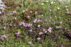 Rhodothamnus chamaecistus