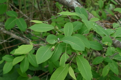 Amelanchier bartramiana