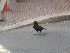 Corvus corone