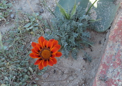 Gazania leiopoda
