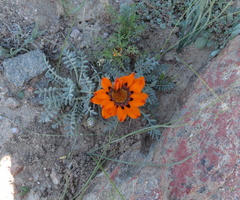 Gazania leiopoda