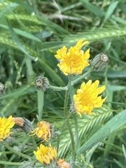 Crepis vesicaria
