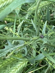 Crepis vesicaria