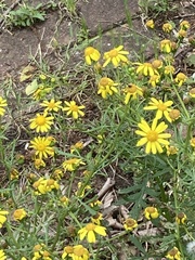 Senecio squalidus