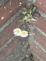 Erigeron karvinskianus