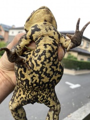 Bufo formosus