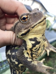 Bufo formosus