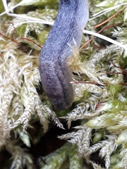 Arion circumscriptus