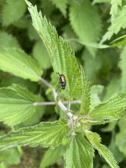 Phyllopertha