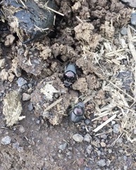 Onthophagus australis