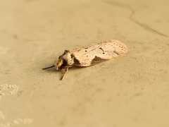 Philobota transversella