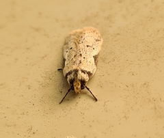 Philobota transversella