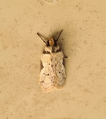 Philobota transversella