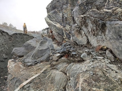 Asplenium cuneifolium