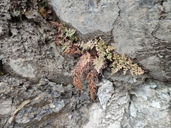 Asplenium cuneifolium
