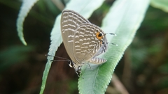 Jamides alecto dromicus