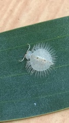 Nymphidae