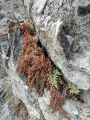 Asplenium cuneifolium