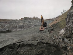 Asplenium cuneifolium
