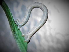 Geometridae