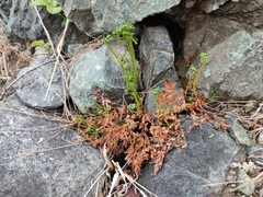Asplenium cuneifolium