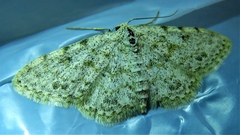 Geometridae