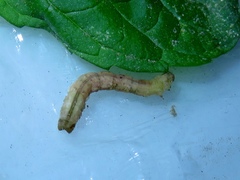 Geometridae