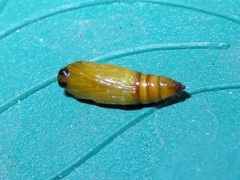 Geometridae