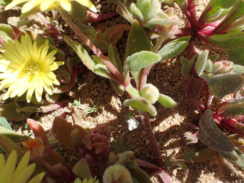 Image of Cleretum papulosum by no rights reserved