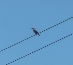 Spodiopsar sericeus
