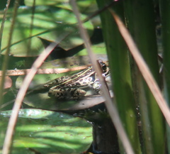 Pelophylax nigromaculatus