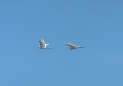 Ardea alba