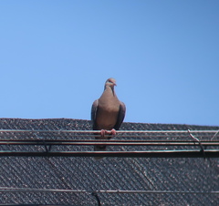 Streptopelia orientalis