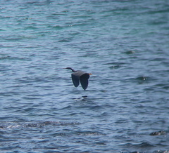 Egretta sacra
