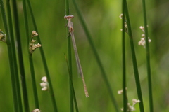 Lestes vigilax