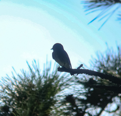 Muscicapa sibirica