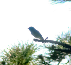 Muscicapa sibirica