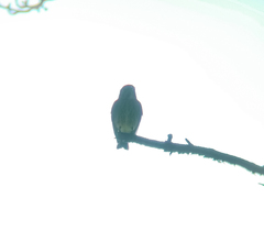 Muscicapa sibirica